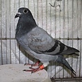 2018PIGEON585959灰-2.JPG