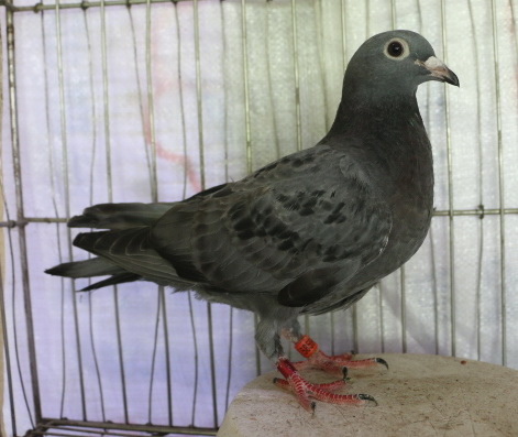 2018PIGEON585960石板斑-2.JPG