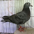 2018PIGEON585960石板斑-2.JPG