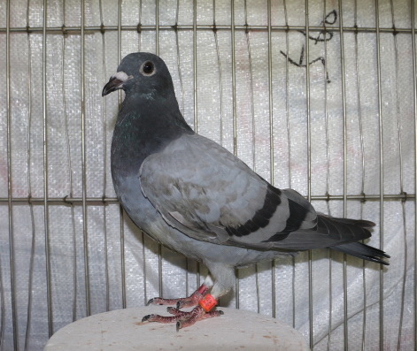 2018PIGEON585958灰-2.JPG