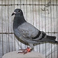 2018PIGEON585958灰-2.JPG