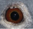 AU2016ER662BBC EYES.jpg