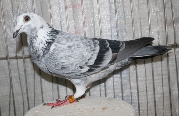 2017PIGEON536097GH.png