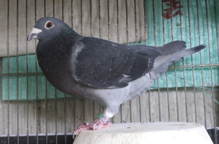2016TAIWAN880865DCCW.jpg