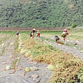 4西瓜田收成後開始整地種植.jpg