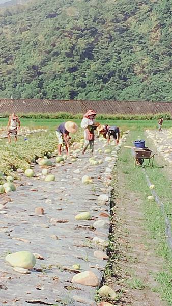 3西瓜田收成後開始整地種植.jpg