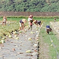 3西瓜田收成後開始整地種植.jpg