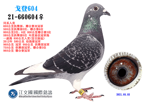 2021-660604斑白羽.png