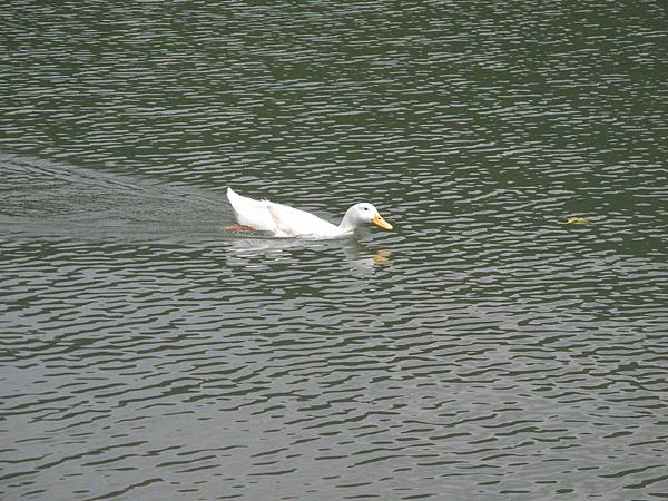 梅花湖