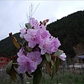 普达措國家公園-高山杜鵑