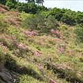 高山杜鵑花,台14甲-合歡山段