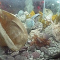 大義宮-蓮花珊瑚洞