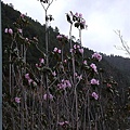 普达措國家公園-高山杜鵑