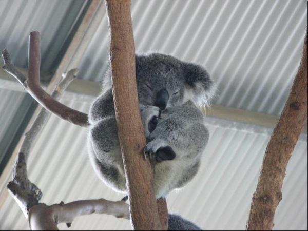 101.koala.JPG