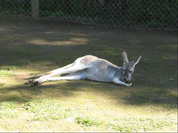 107.kangaroo.JPG