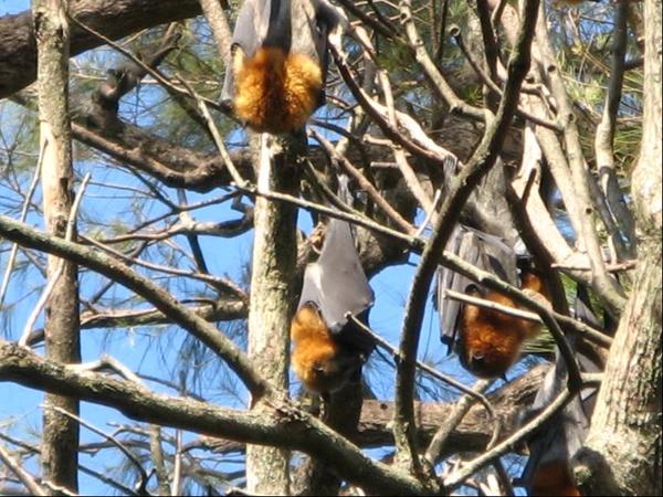 132.Flying Fox.JPG