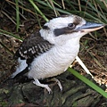 223.Laughing Kookaburra.JPG