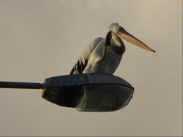 219-2.Pelican.JPG