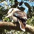 353.Kookaburra.JPG