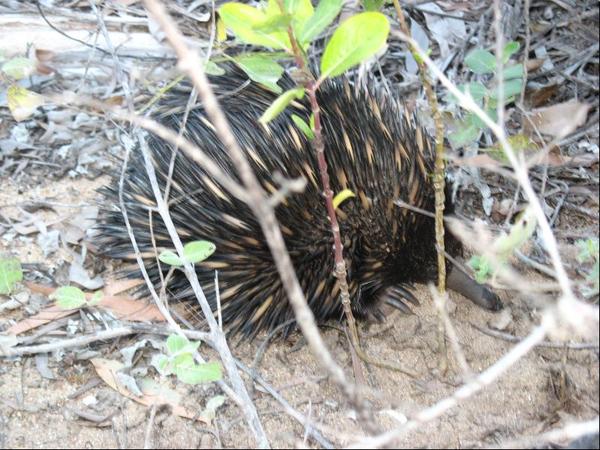 389.echidna.JPG