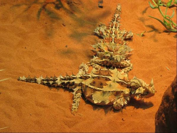 484.thorny devil.JPG