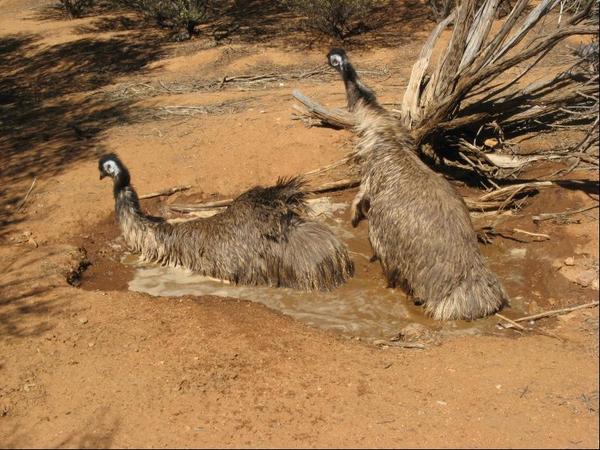 485.Emu.JPG