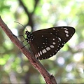 525-3.Butterfly Gorge2.JPG