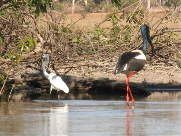 552-1.Jabiru.JPG