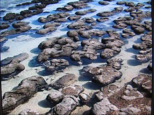 661-1.Stromatolite1.JPG