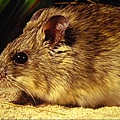 663-1.Shark Bay Mouse.JPG