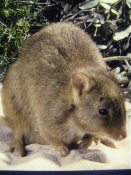 663-3.Burrowing Bettong.JPG