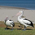 711-2.Pelican2.JPG