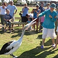 711-4.Pelican4.JPG