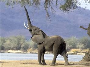 大象得寵
