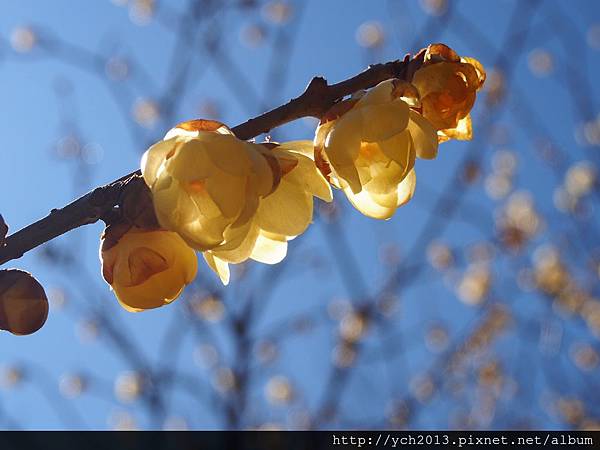 20140101茶莊蠟梅 (7)