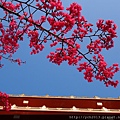 20140124林口觀音寺 (11).JPG