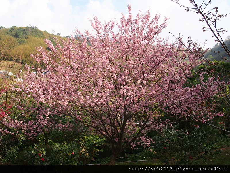 20140203天然居 (7).JPG