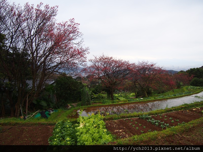 20140215風尾步道 (11).JPG