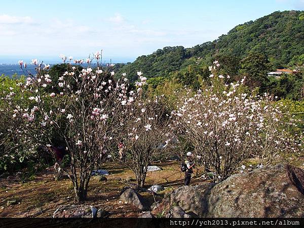 20140222木蓮園 (8).JPG