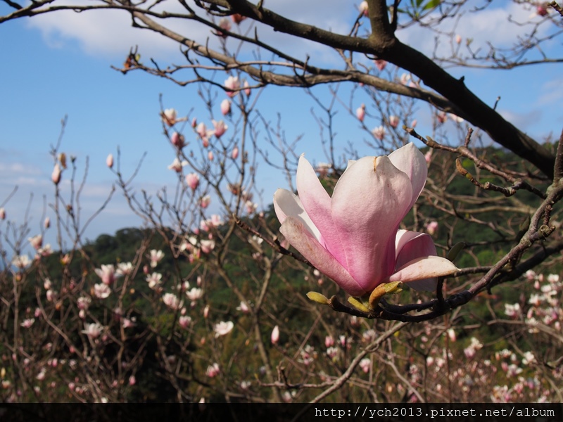 20140222木蓮園 (9).JPG