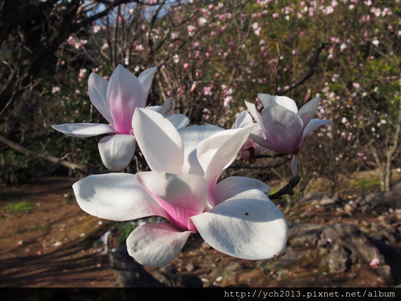 20140222木蓮園 (13).JPG