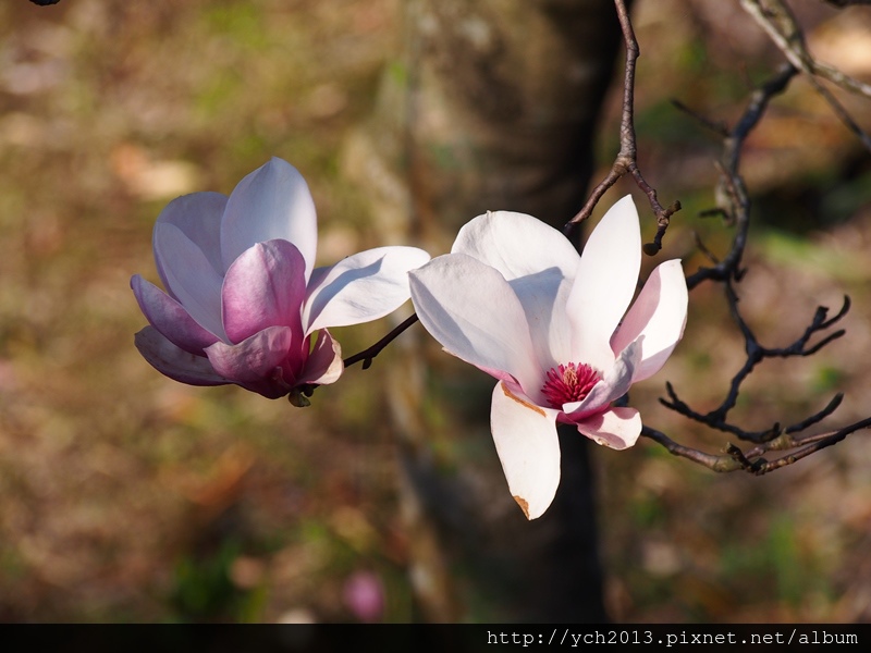 20140222木蓮園 (17).JPG