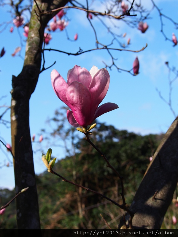 20140222木蓮園 (20).JPG