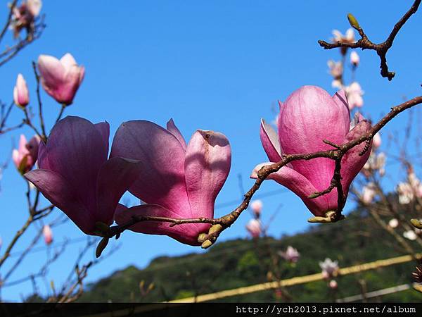 20140222木蓮園 (21).JPG