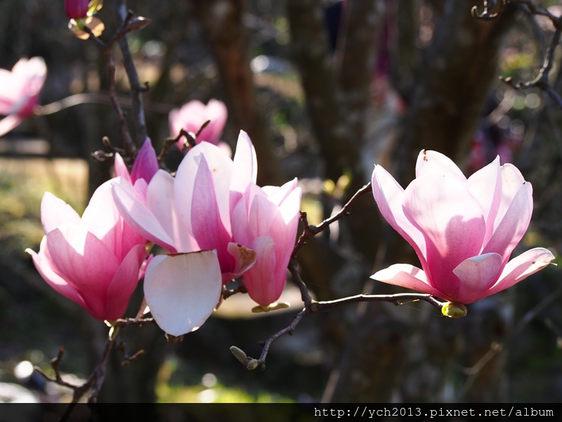 20140222木蓮園 (25).JPG