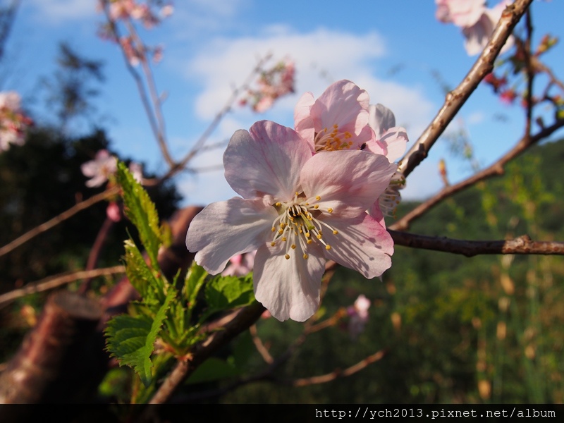 20140222木蓮園 (27).JPG