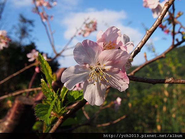 20140222木蓮園 (27).JPG