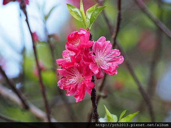 20140222木蓮園 (30).JPG