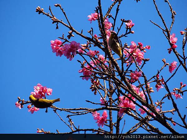 20140222木蓮園 (31).JPG