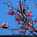 20140222木蓮園 (31).JPG